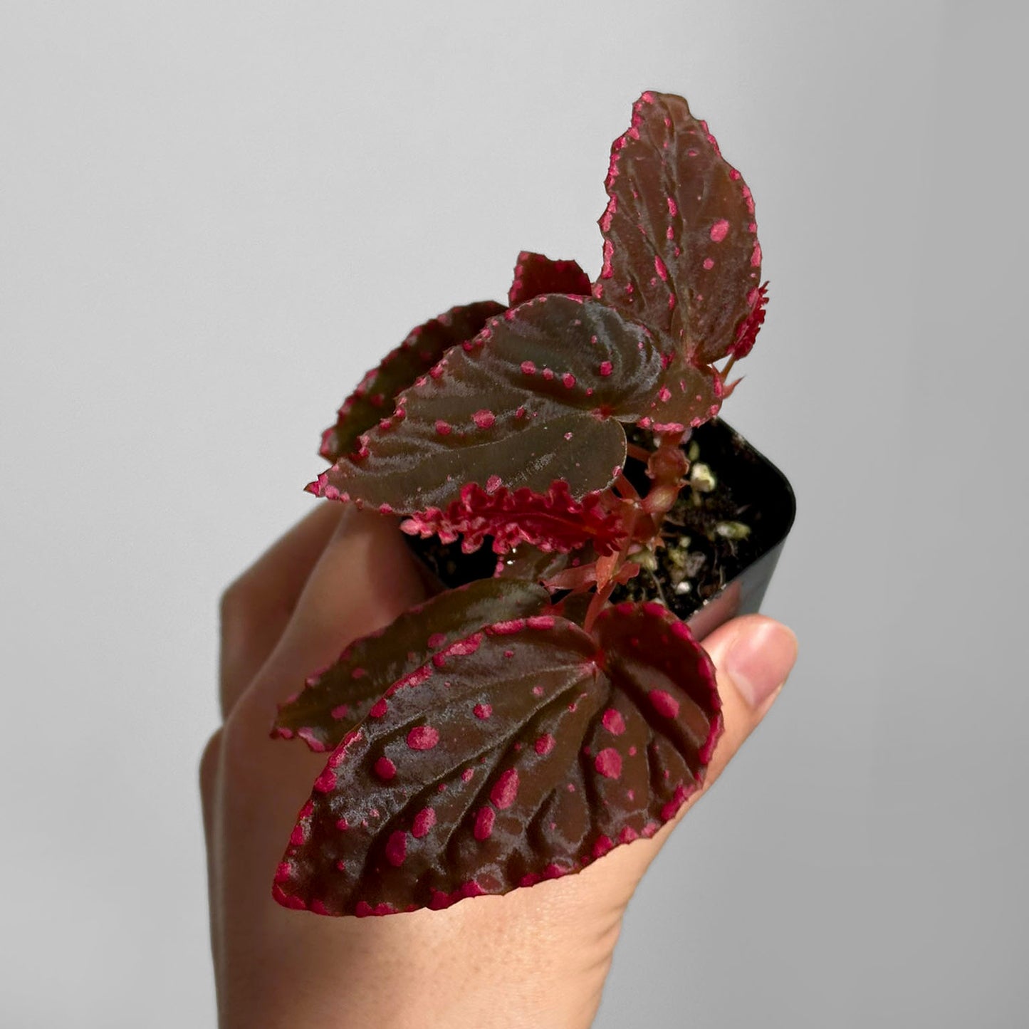 Begonia Negrosensis x Darthvaderiana 'GreenSpot'