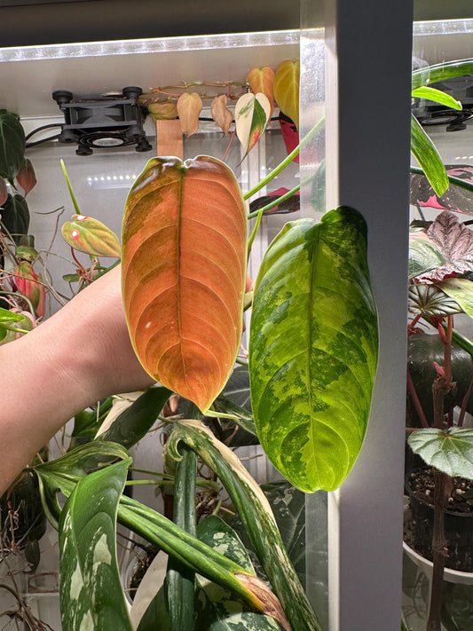 Variegated Philodendron Esmereldense Top Cutting