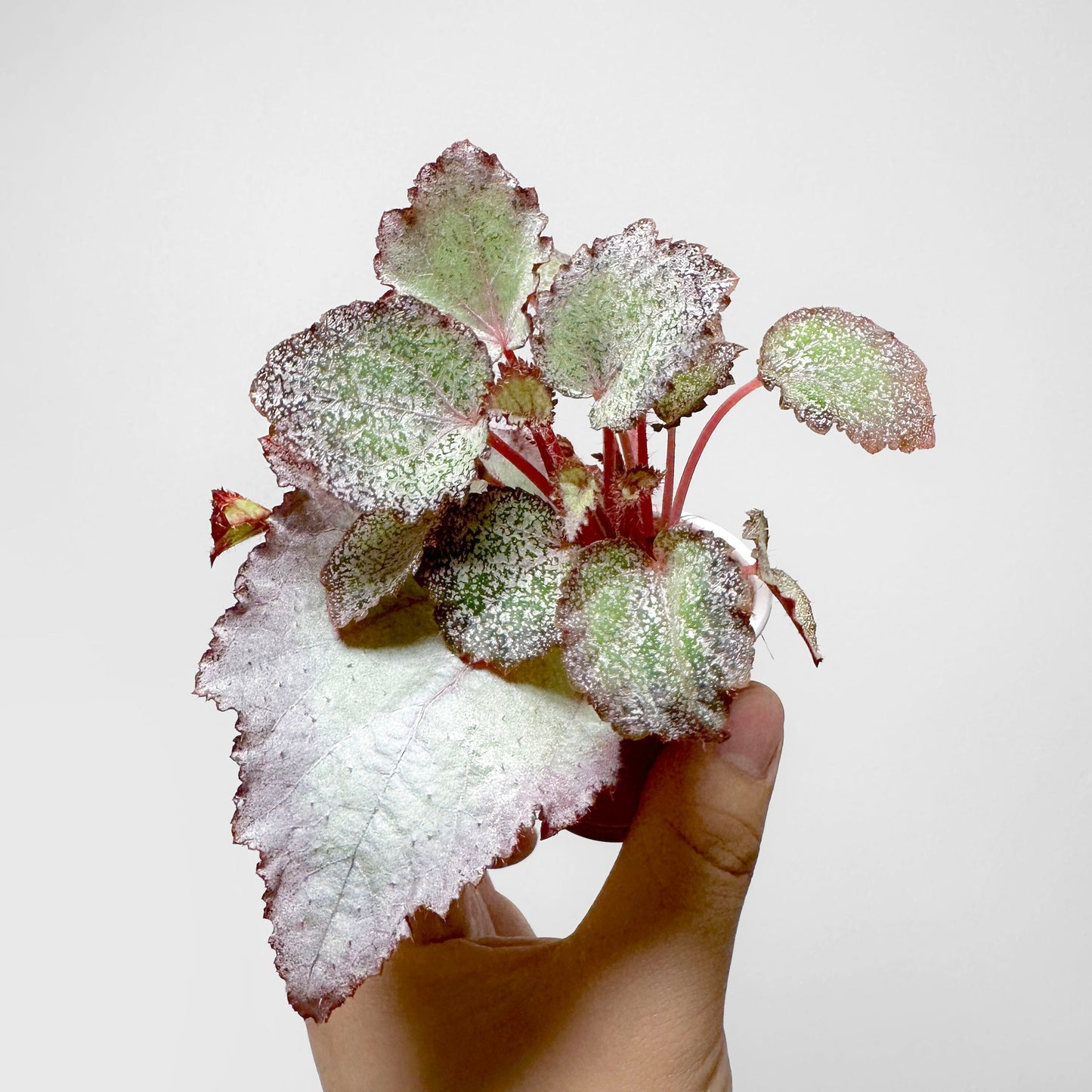Begonia 'Glamorous'