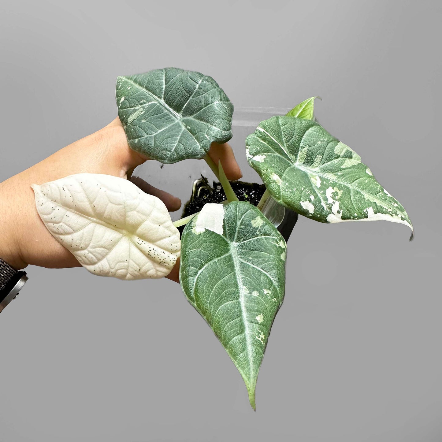 Alocasia Maharani Variegated