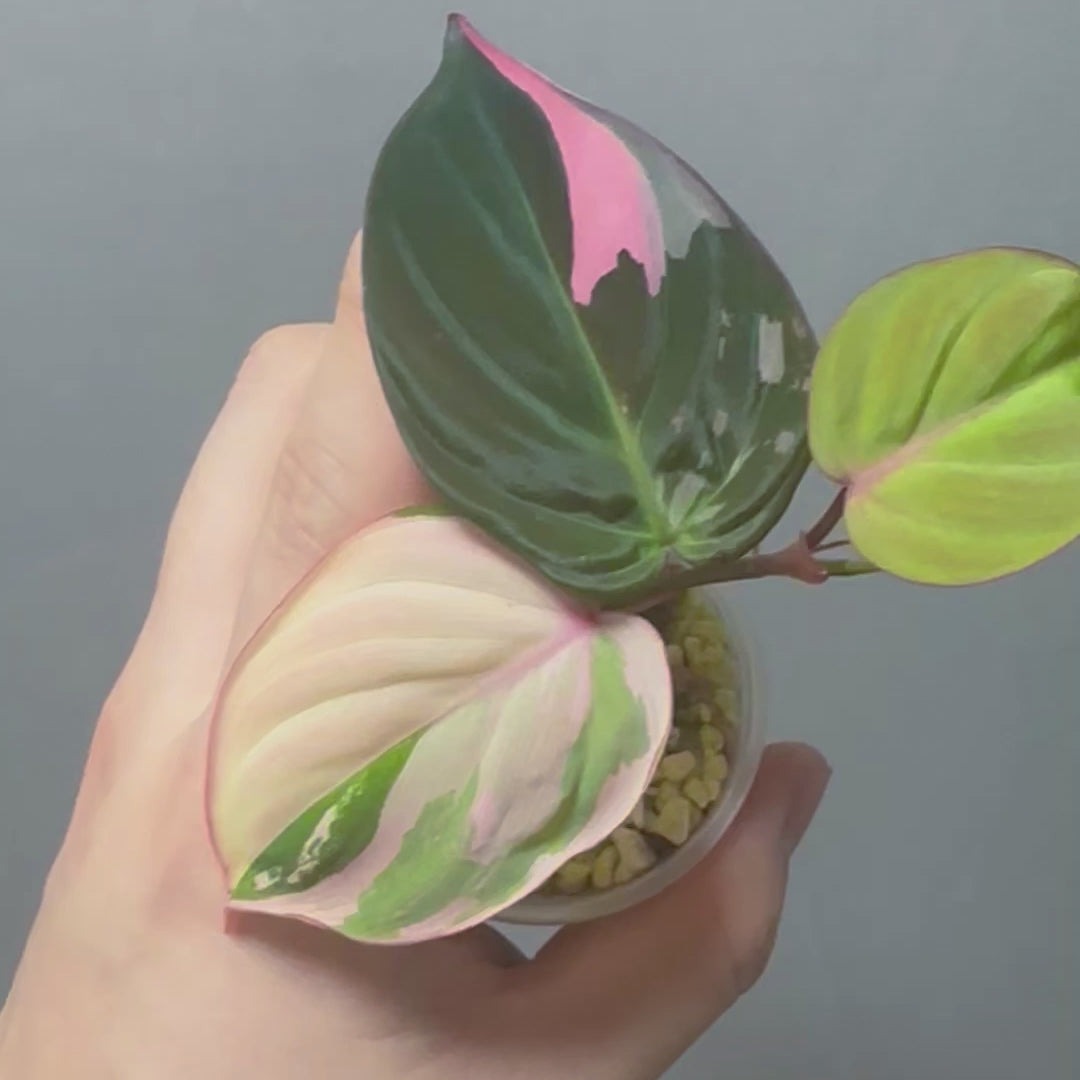 Philodendron Micans Pink Variegated – DingPlants