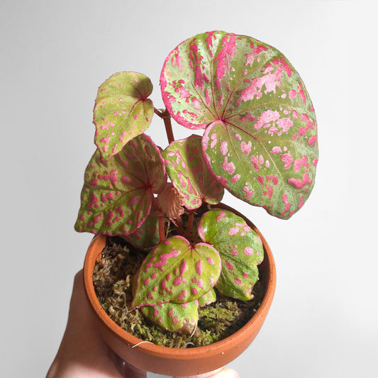 Begonia Roseopunctata Terrarium Culture