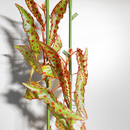 Begonia Amphioxus Terrarium Culture
