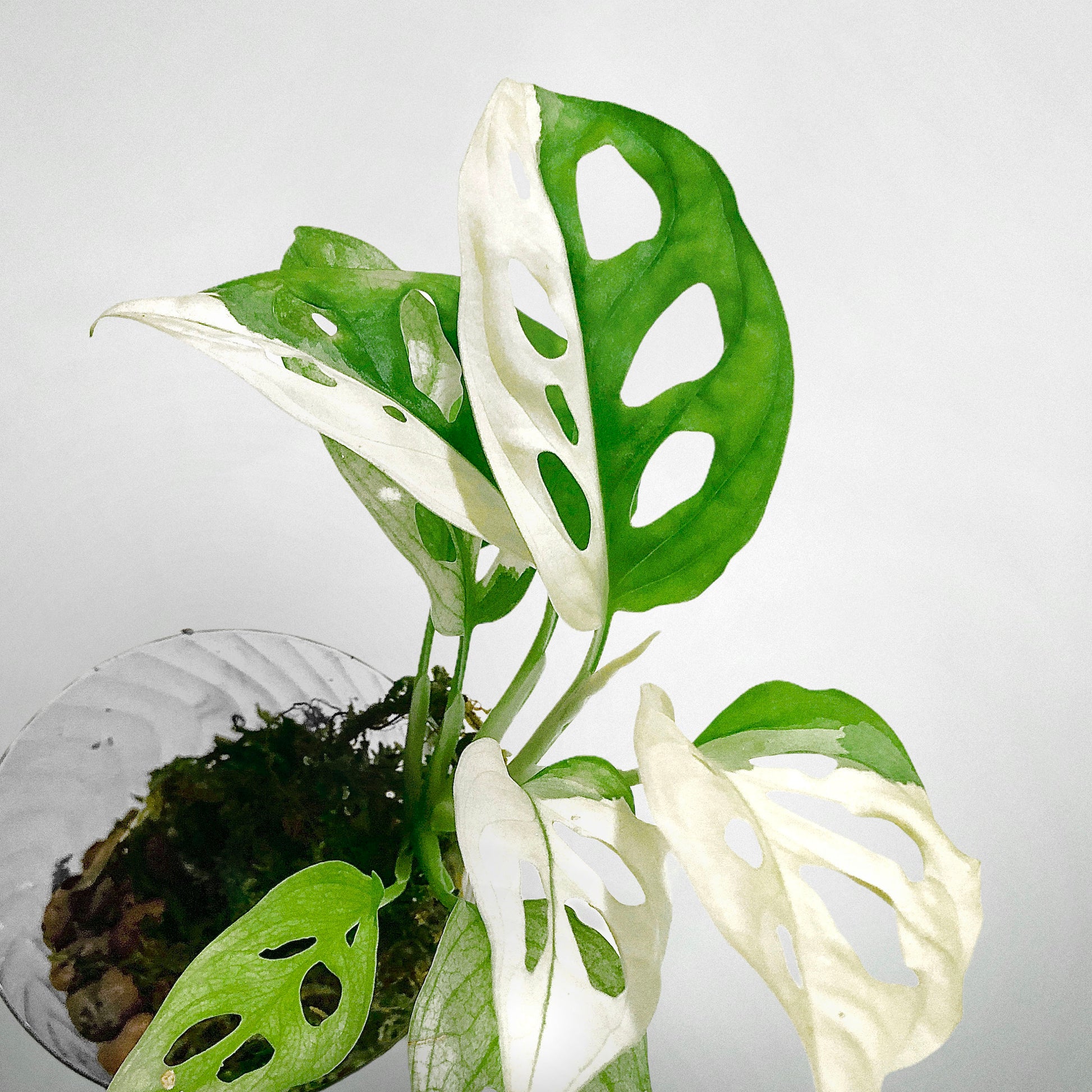 monstera tricolor Monstera Adansonii Albo Variegated Japanese Tricolor – DingPlants
