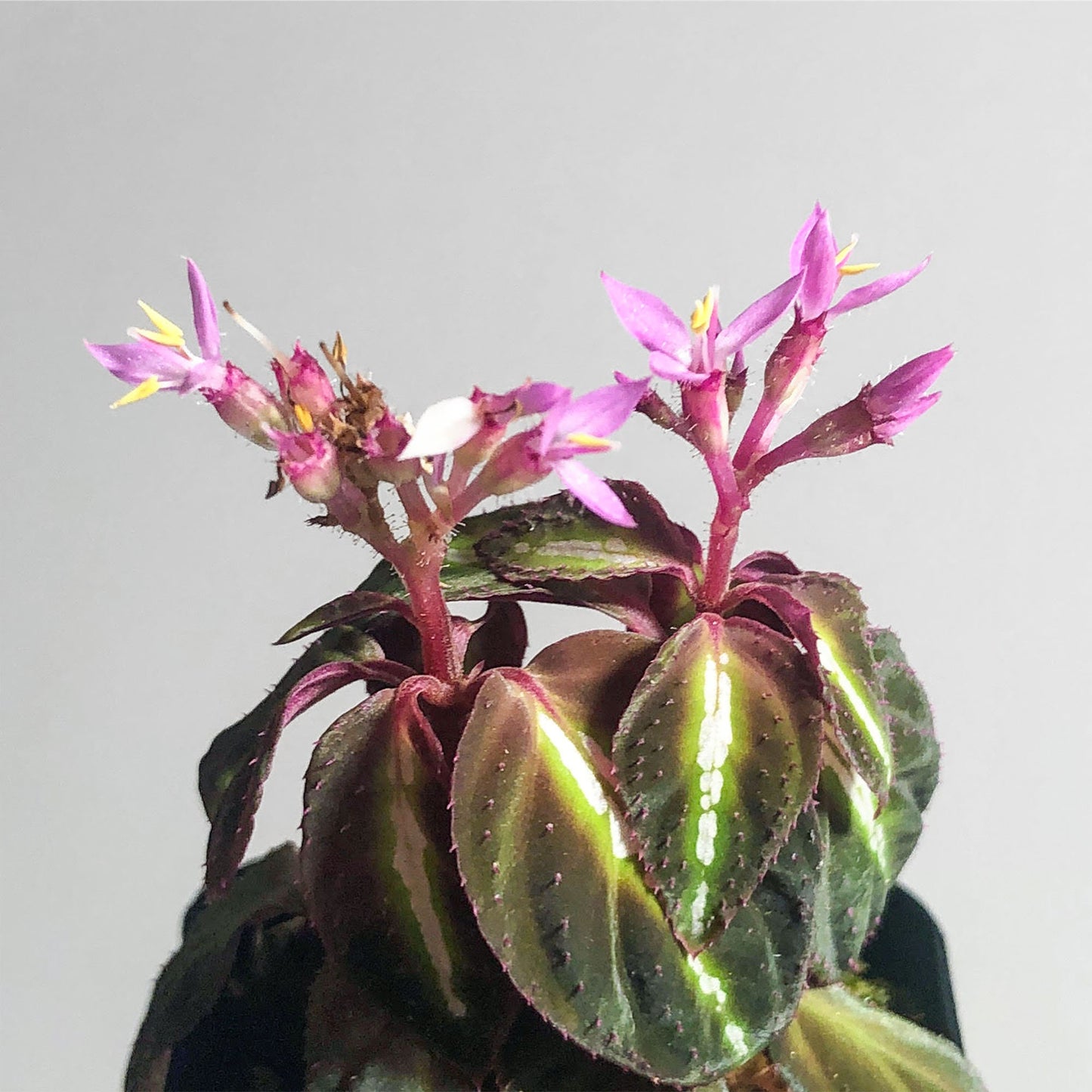 Sonerila sp Fluo "White Veins" Terrarium Culture