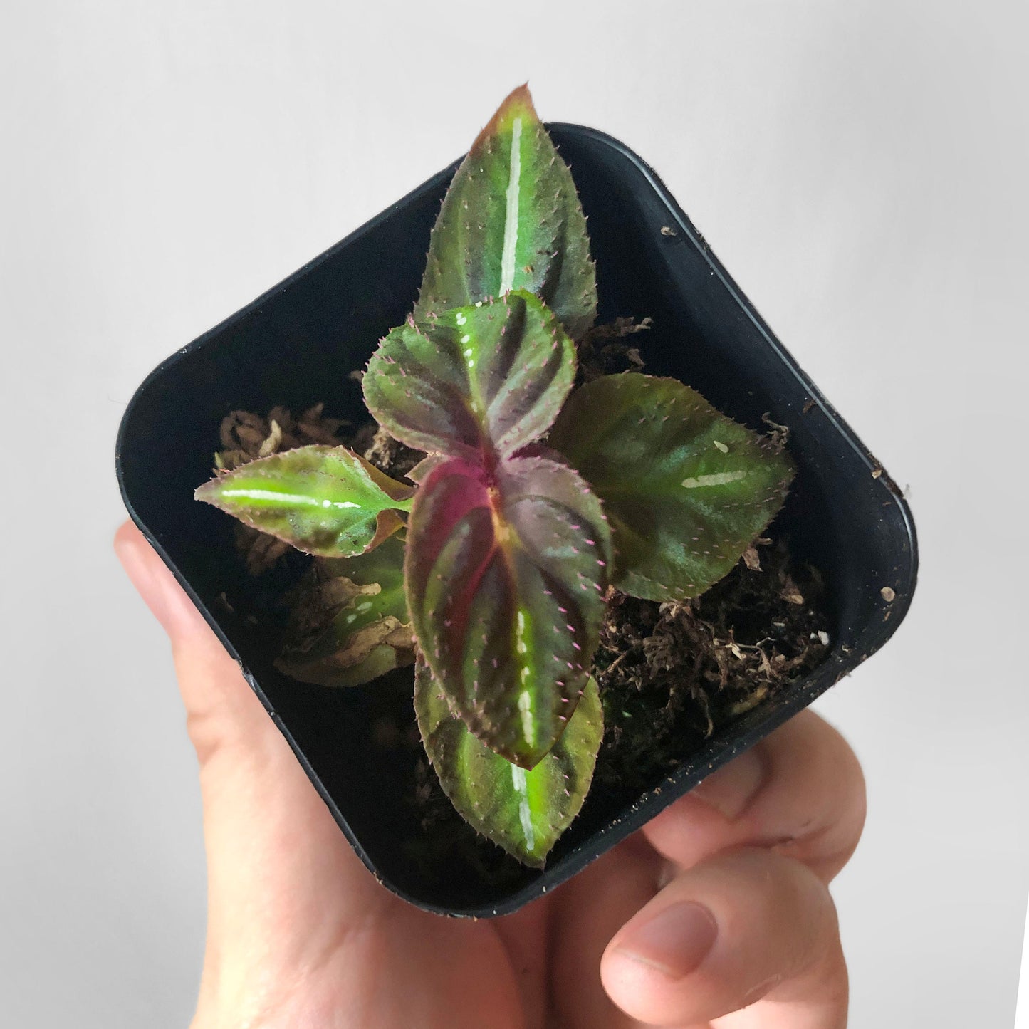 Sonerila sp Fluo "White Veins" Terrarium Culture