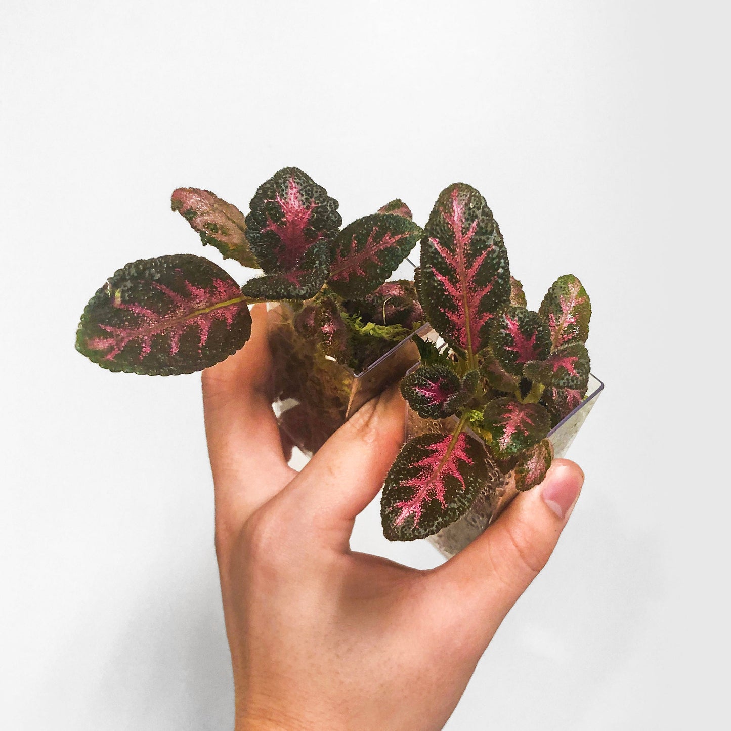 Episcia Pink Acajou Starter Plant Flame Violet Terrarium Culture