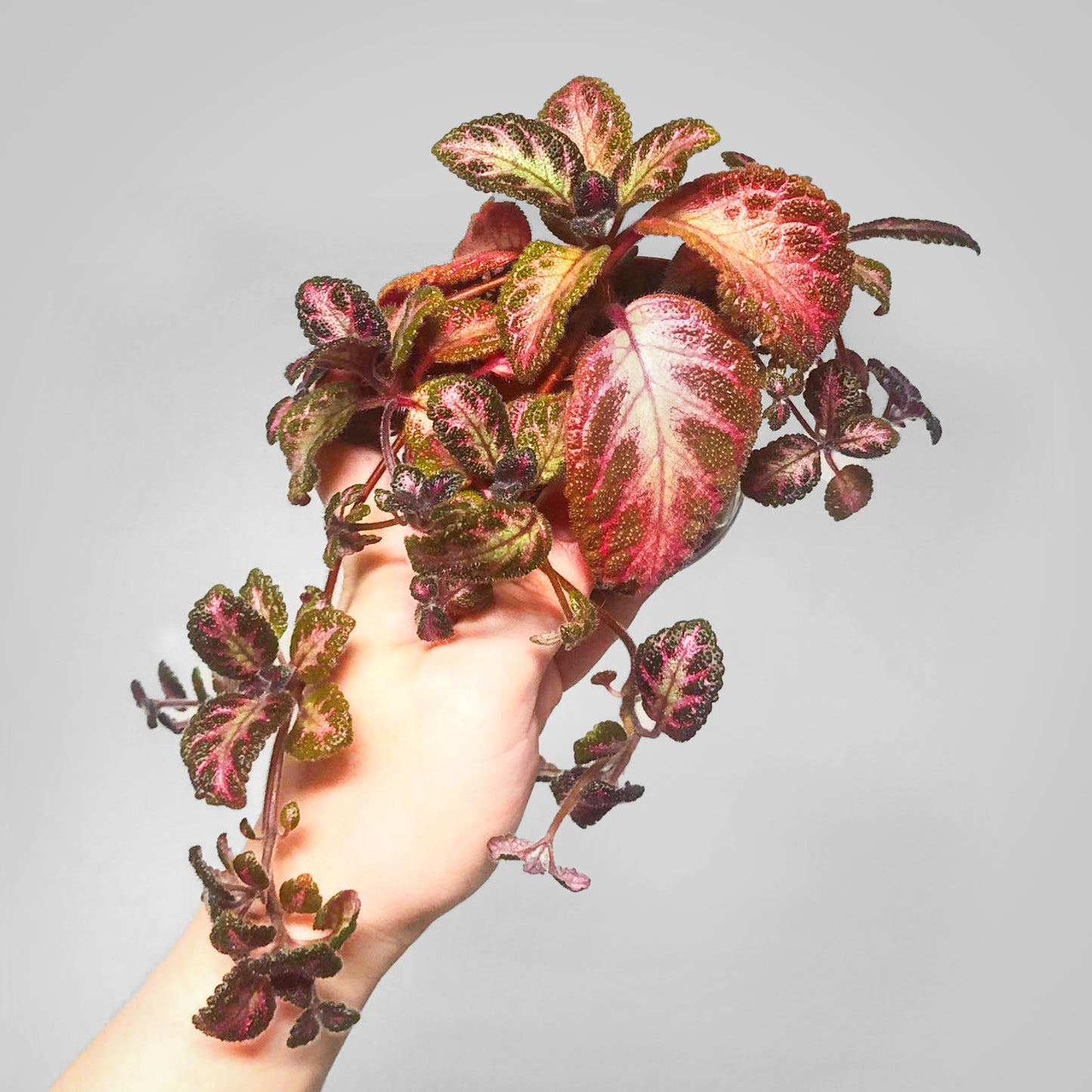 Episcia Pink Acajou Starter Plant Flame Violet Terrarium Culture