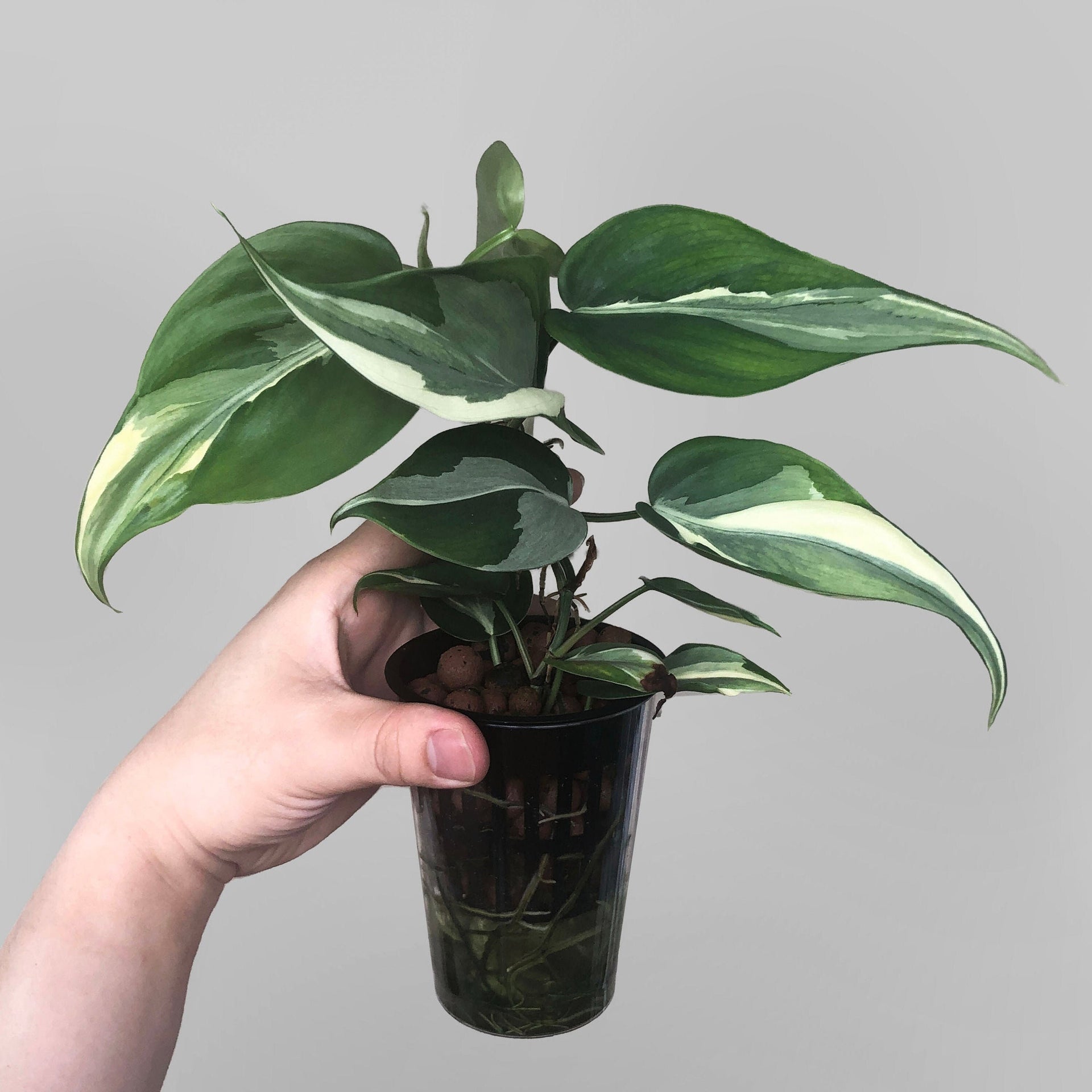 philodendron rio silver stripe Philodendron hederaceum 'Rio'