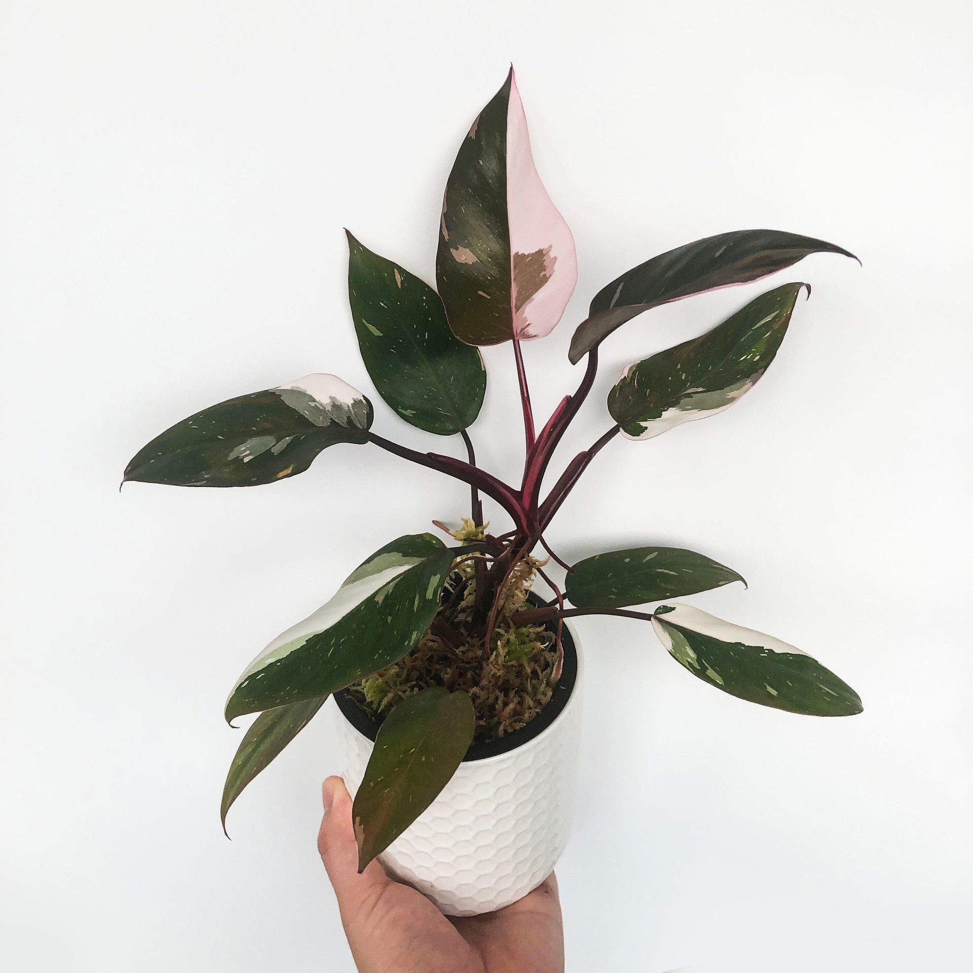pigeon blood philodendron Philodendron Red Anderson – DingPlants