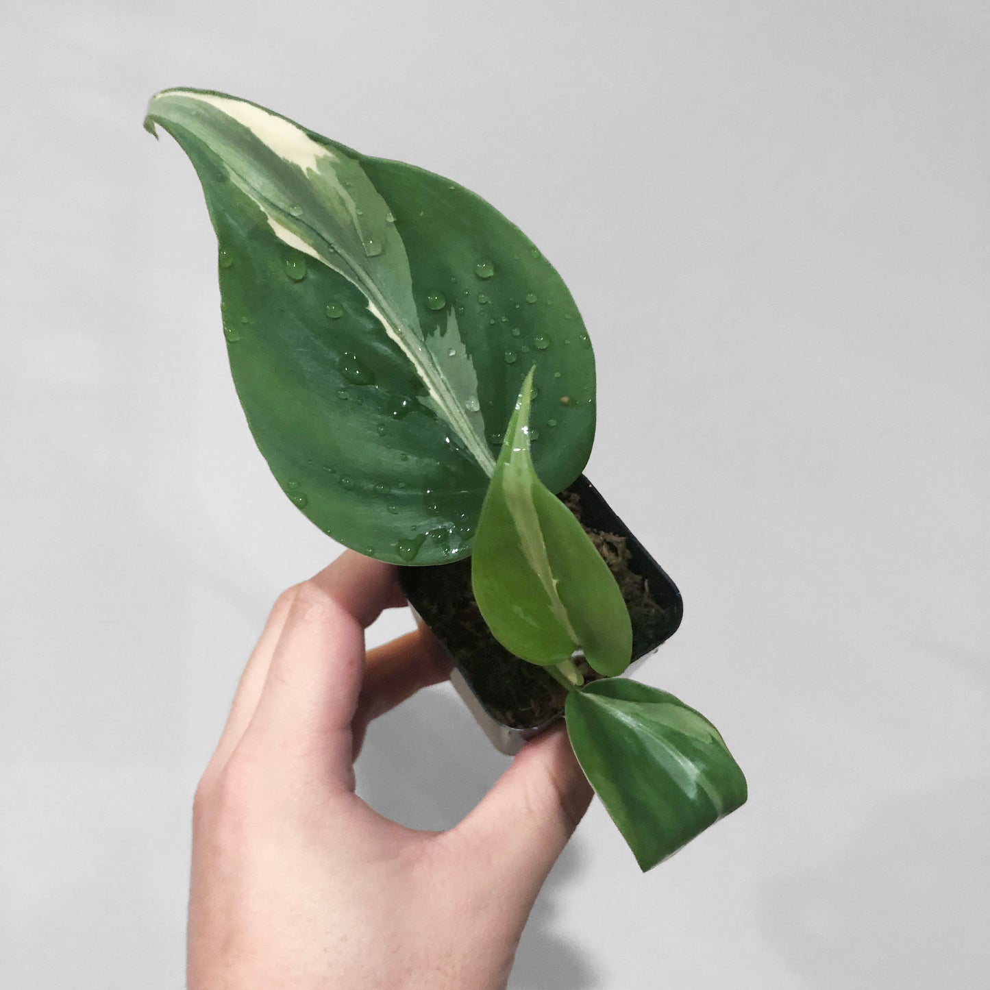Philodendron Hederaceum 'Rio'