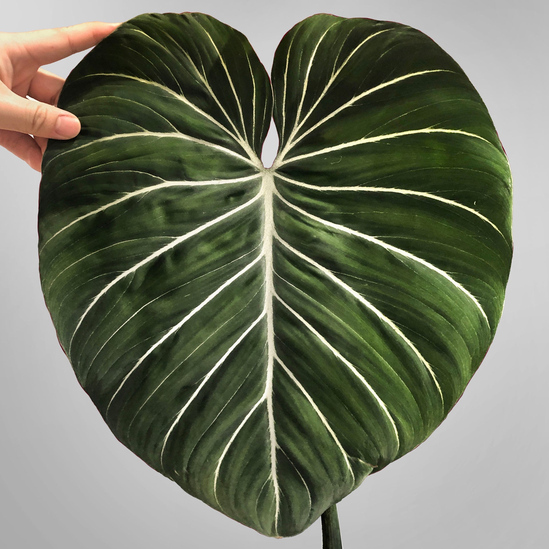 large philodendron gloriosum Philodendron Gloriosum Large Round Form – DingPlants