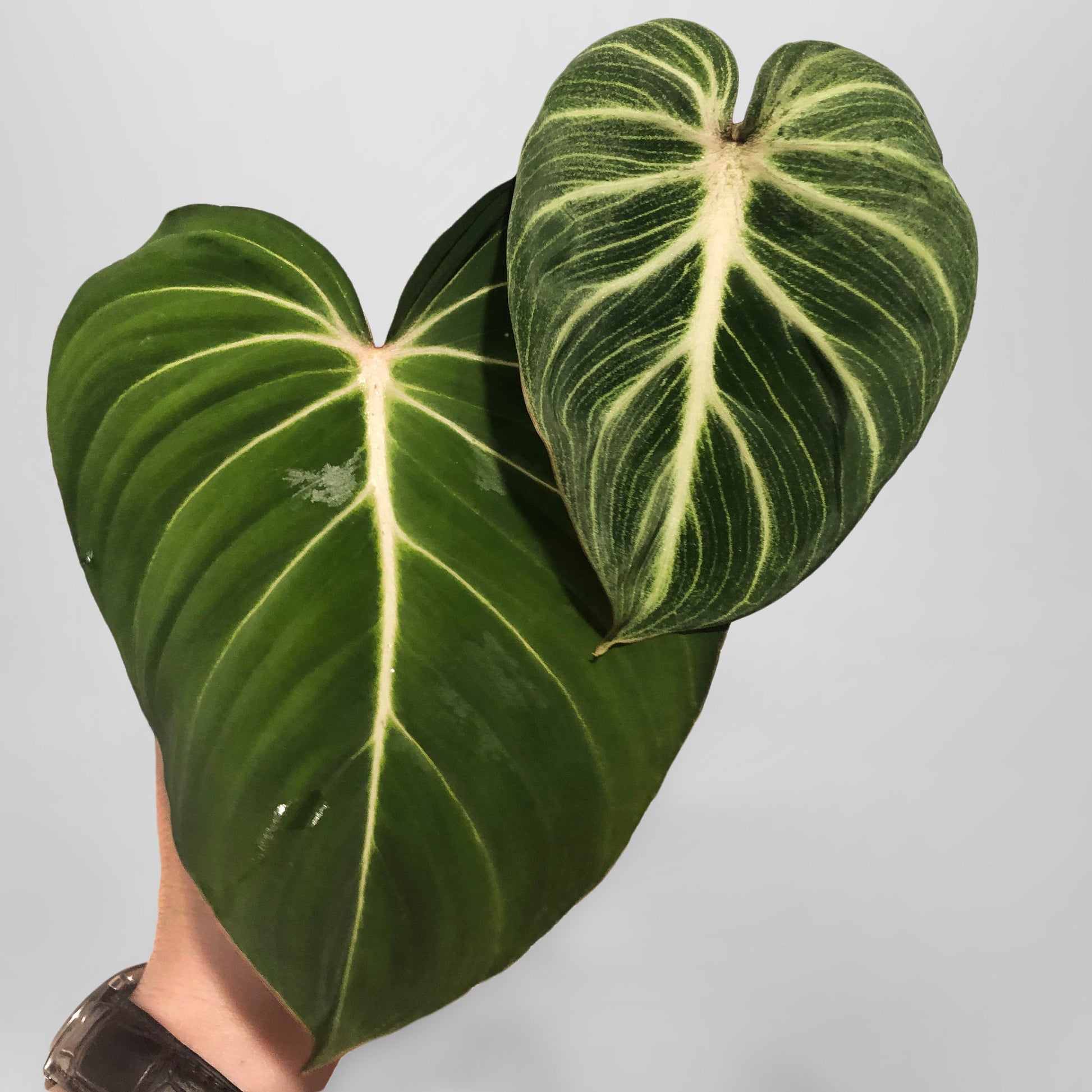 philodendron gloriosum round form Philodendron gloriosum. Large / 1 Plant