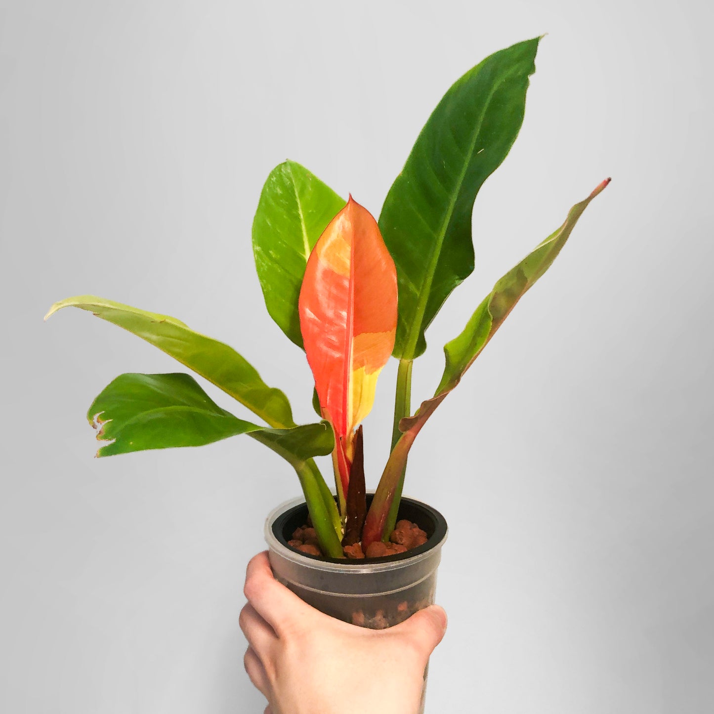 Philodendron Red Moon US Seller