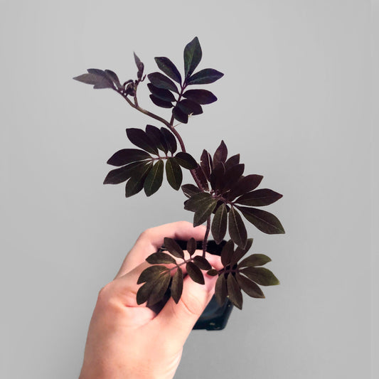 Solanum Uleanum Purple Terrarium Culture