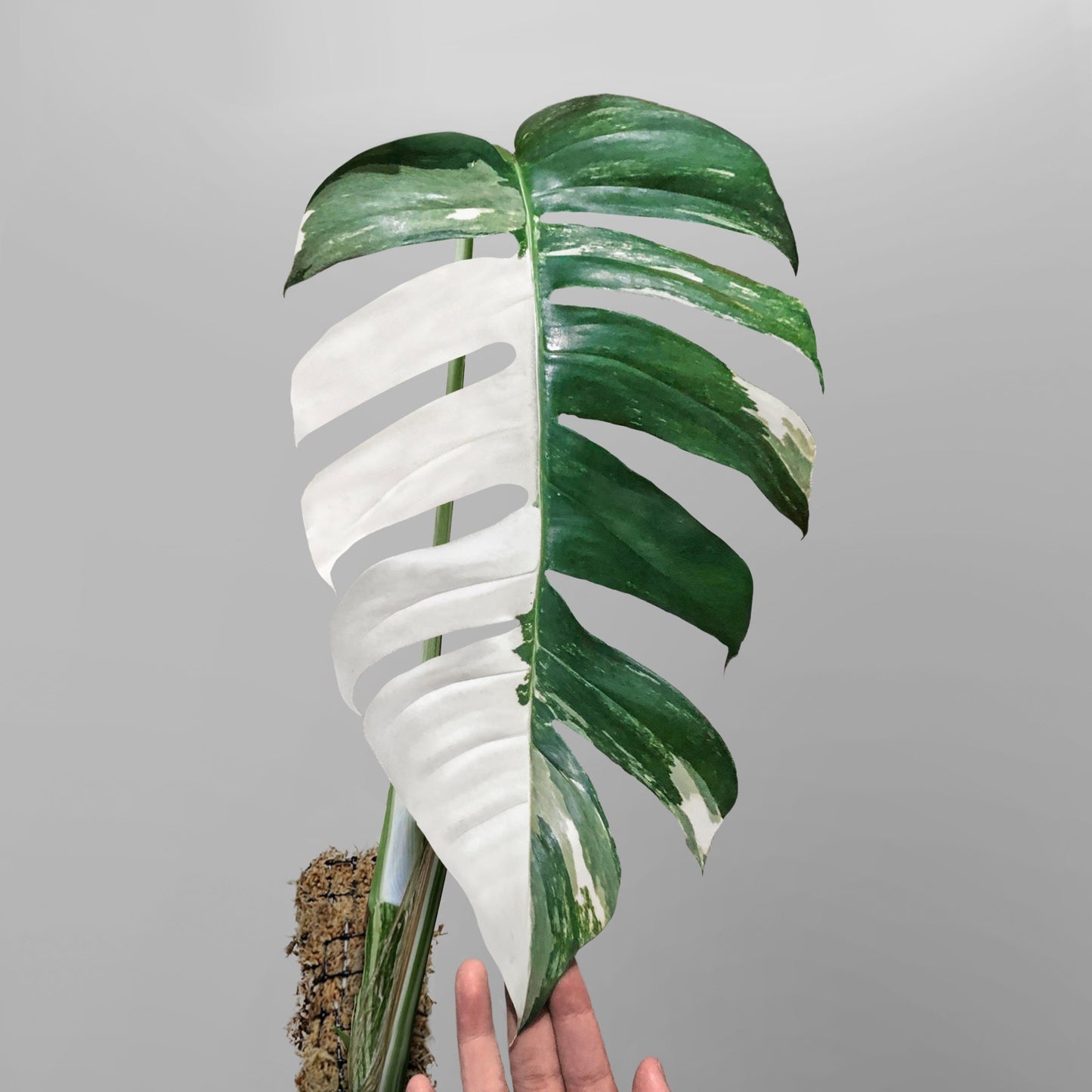 epipremnum pinnatum monstera Epipremnum Pinnatum Albo Variegated FREE US SHIPPING – DingPlants