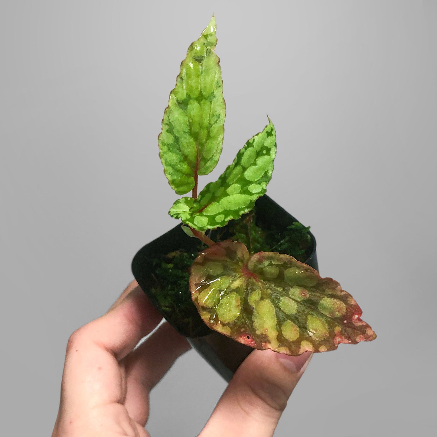 Begonia Chlorosticta Green Terrarium Culture