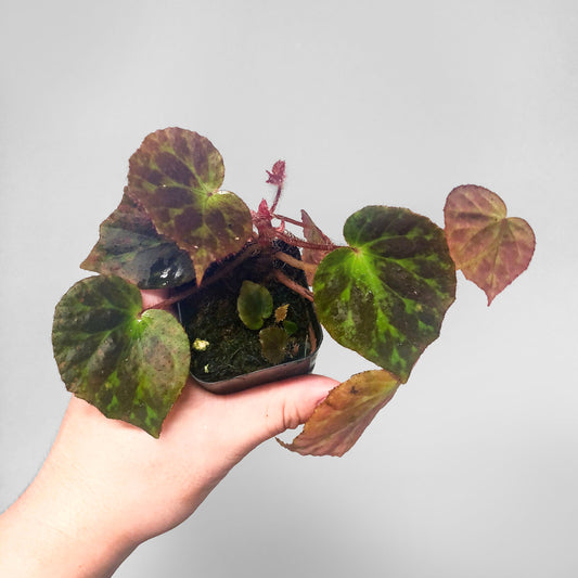 Begonia Luzhaiensis Terrarium Culture US SELLER