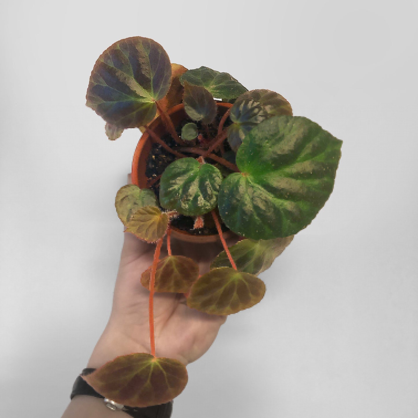 Begonia Luzhaiensis Terrarium Culture US SELLER