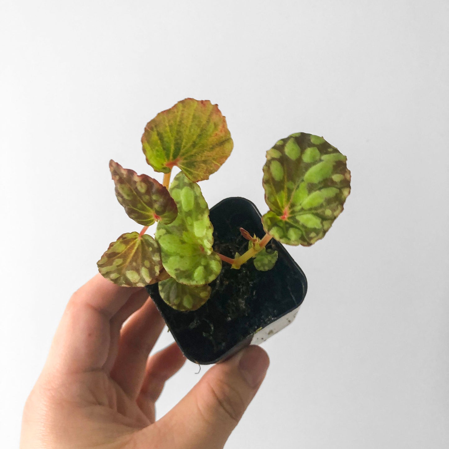 Begonia Chlorosticta Green Terrarium Culture