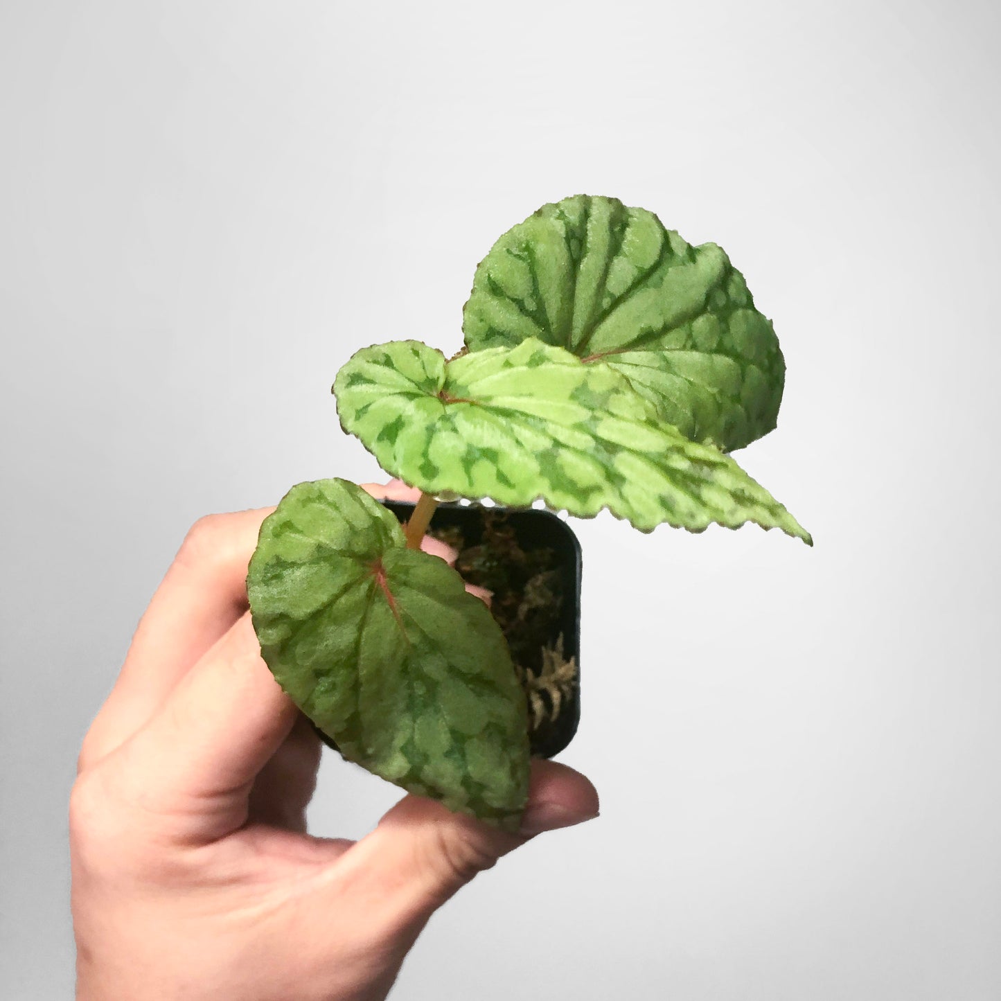 Begonia Chlorosticta Green Terrarium Culture