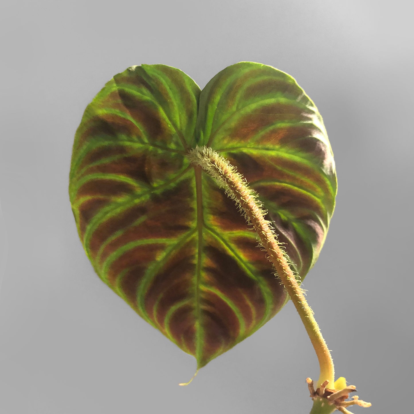 Philodendron Verrucosum "Mini"