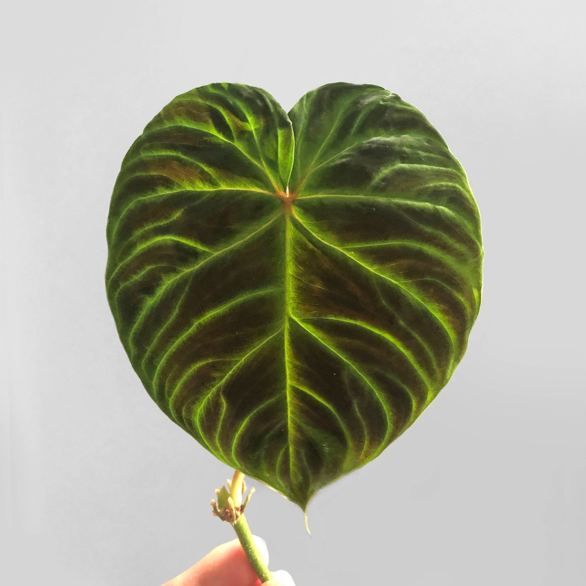 Philodendron Verrucosum 