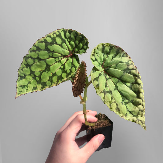 Begonia Chlorosticta Green Terrarium Culture