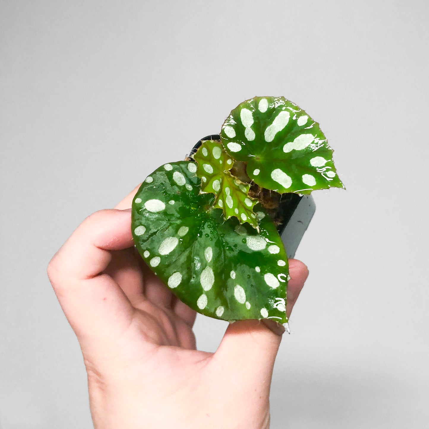 Begonia Jiewhoei
