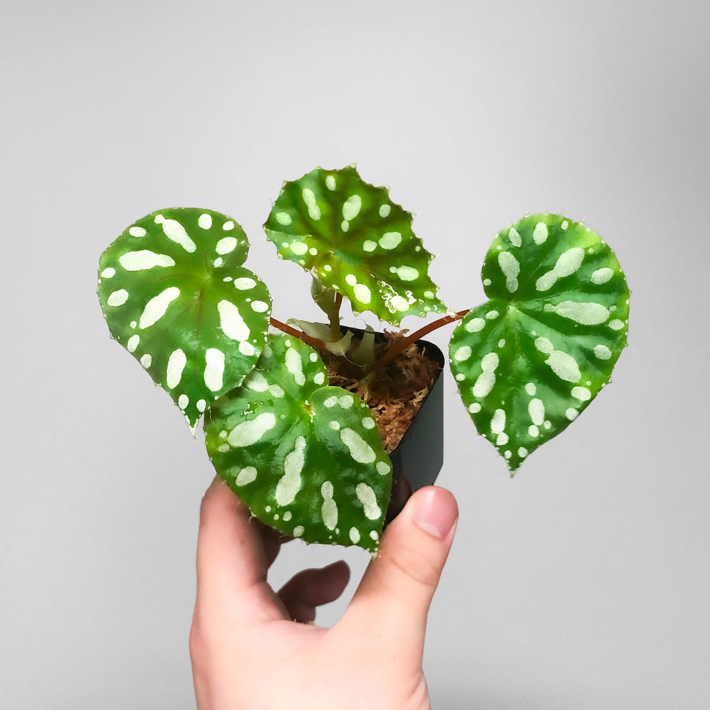Begonia Jiewhoei