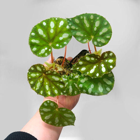 Begonia Jiewhoei