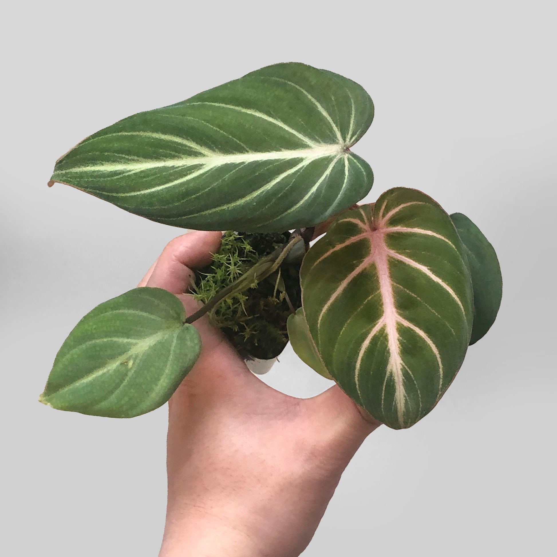 round leaf philodendron Philodendron Gloriosum Large Round Form – DingPlants