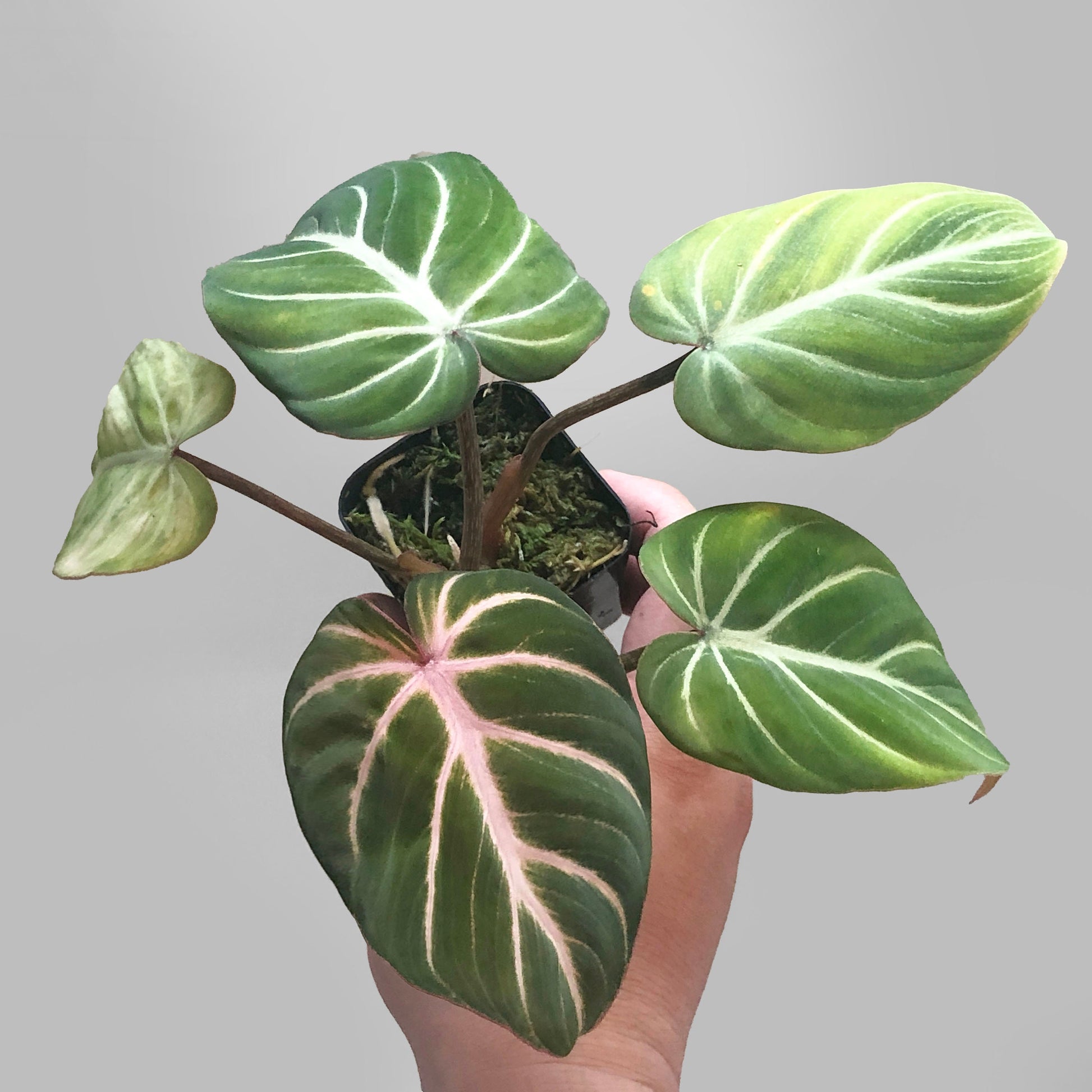 philodendron gloriosum forms Philodendron Gloriosum Large Round Form – DingPlants