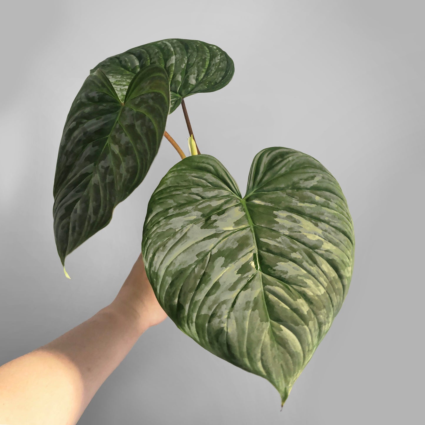 Philodendron Majestic FREE US SHIPPING