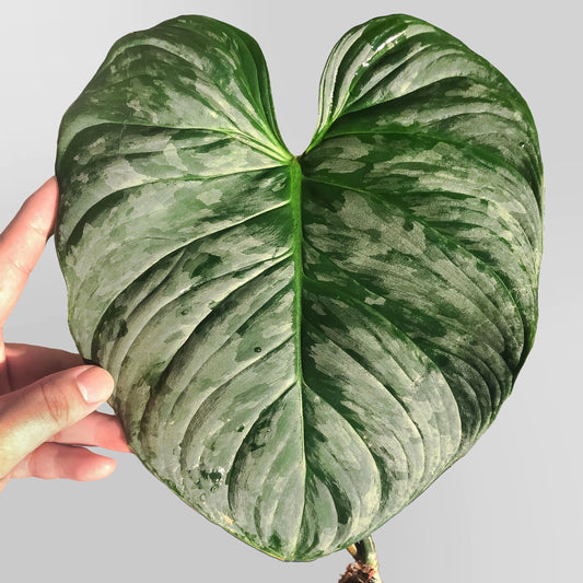 Philodendron Majestic FREE US SHIPPING