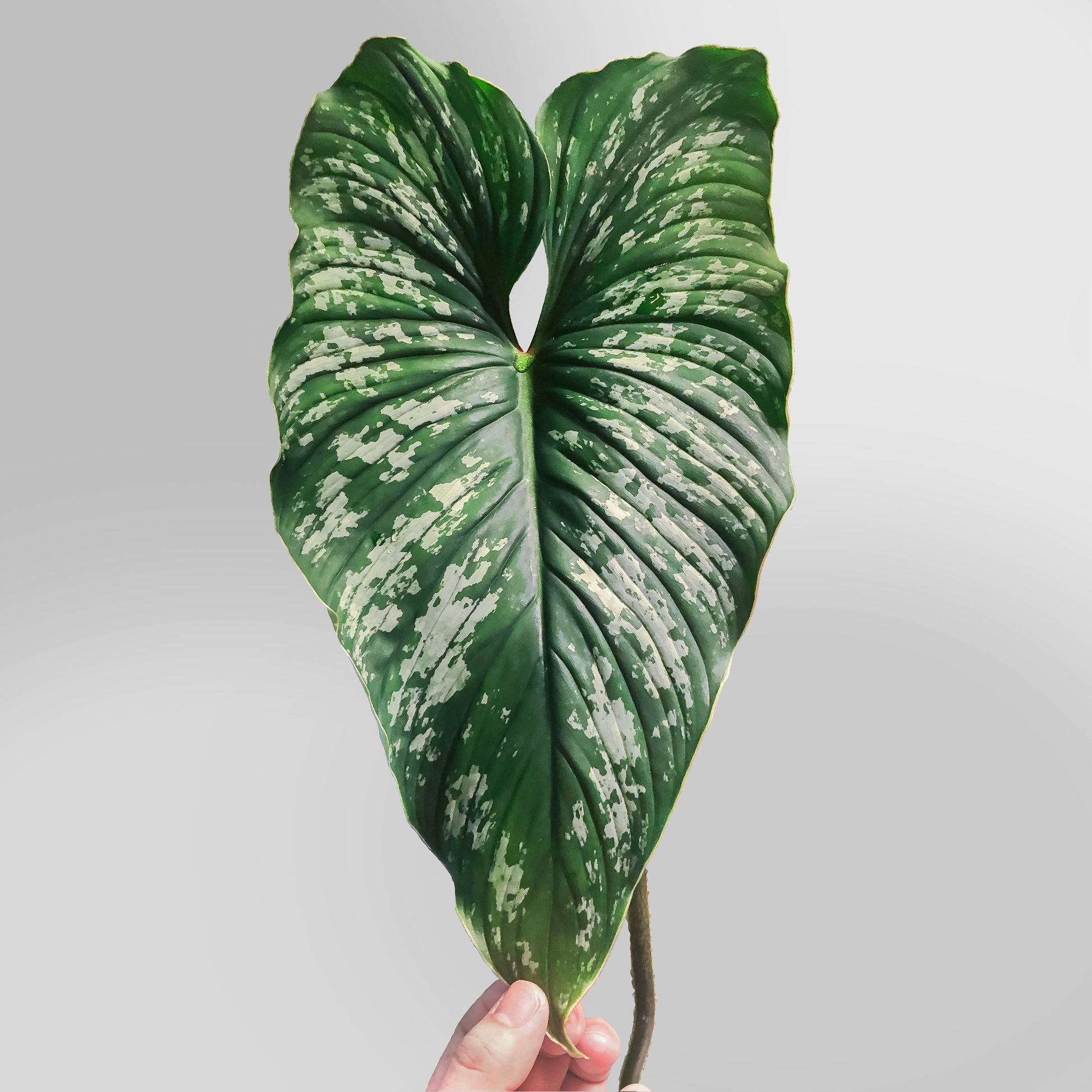 philodendron mamei mature Philodendron Mamei FREE US SHIPPING – DingPlants