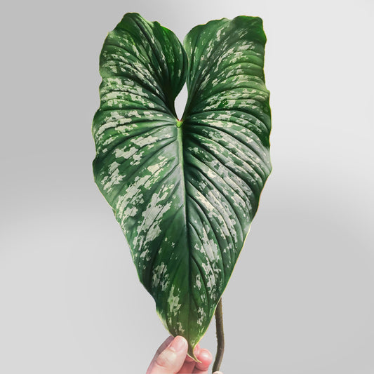 Philodendron Mamei FREE US SHIPPING