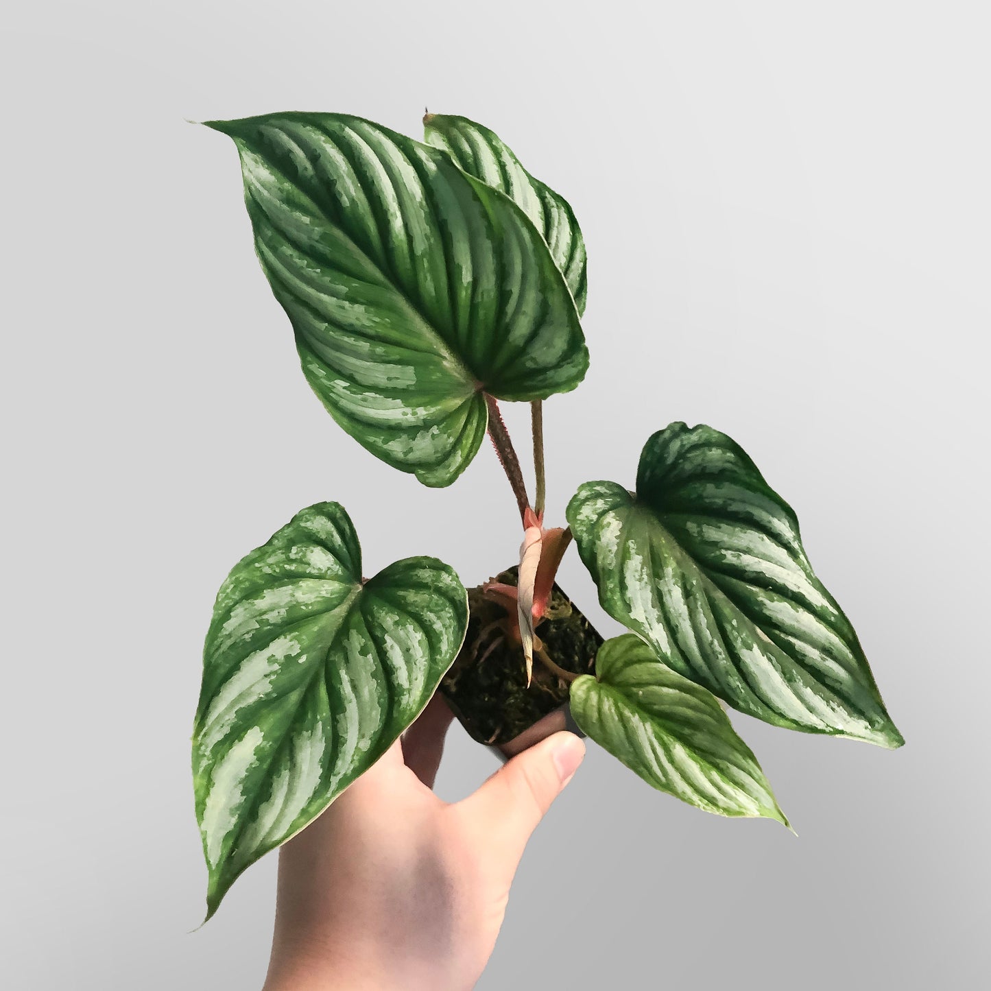 Philodendron Mamei FREE US SHIPPING