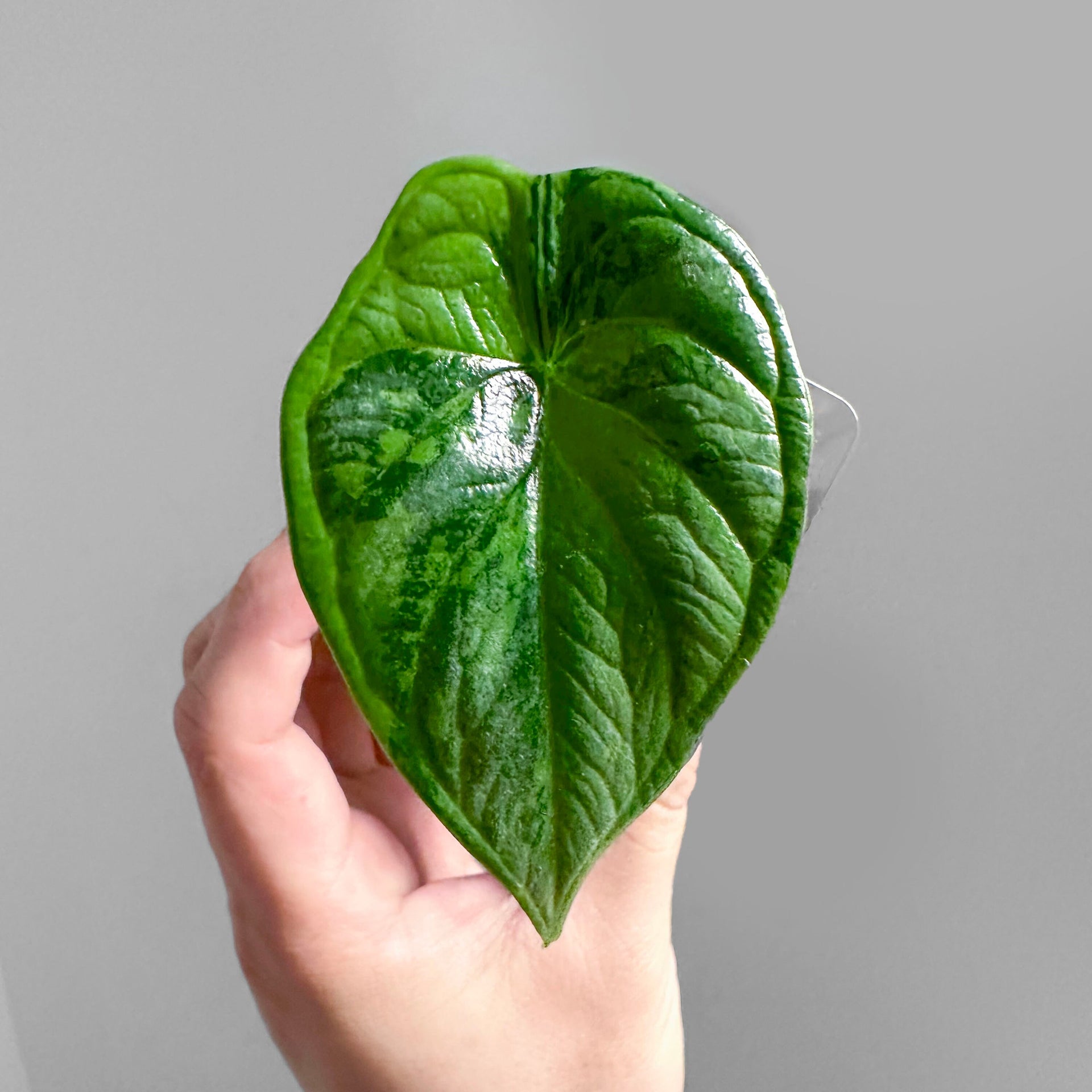 Alocasia Dragon Scale Variegated Sport – DingPlants