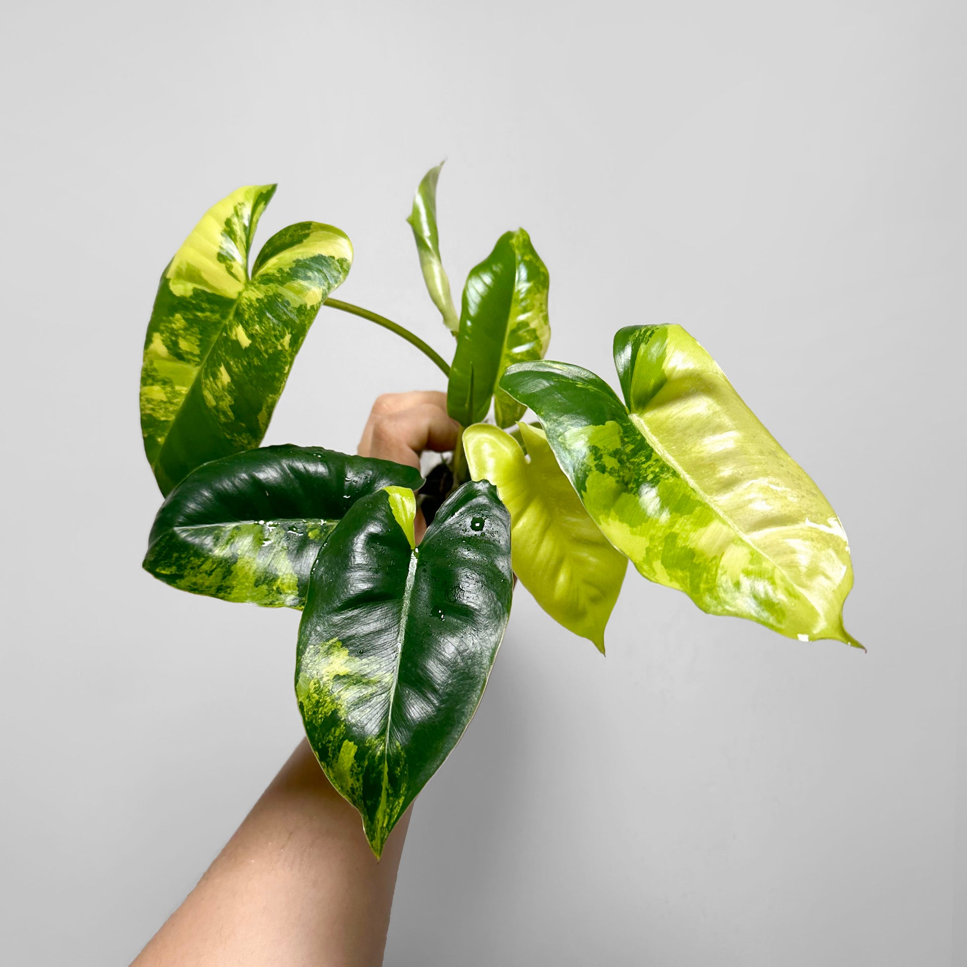 philodendron burle marx variegated Philodendron Burle Marx Variegated – DingPlants