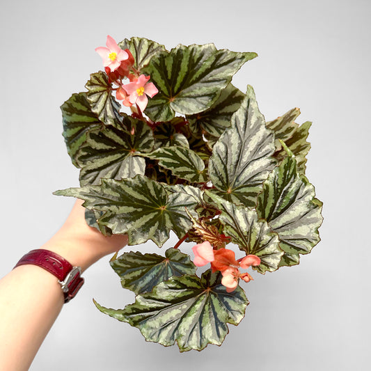 Begonia U682 'Irian Jaya'