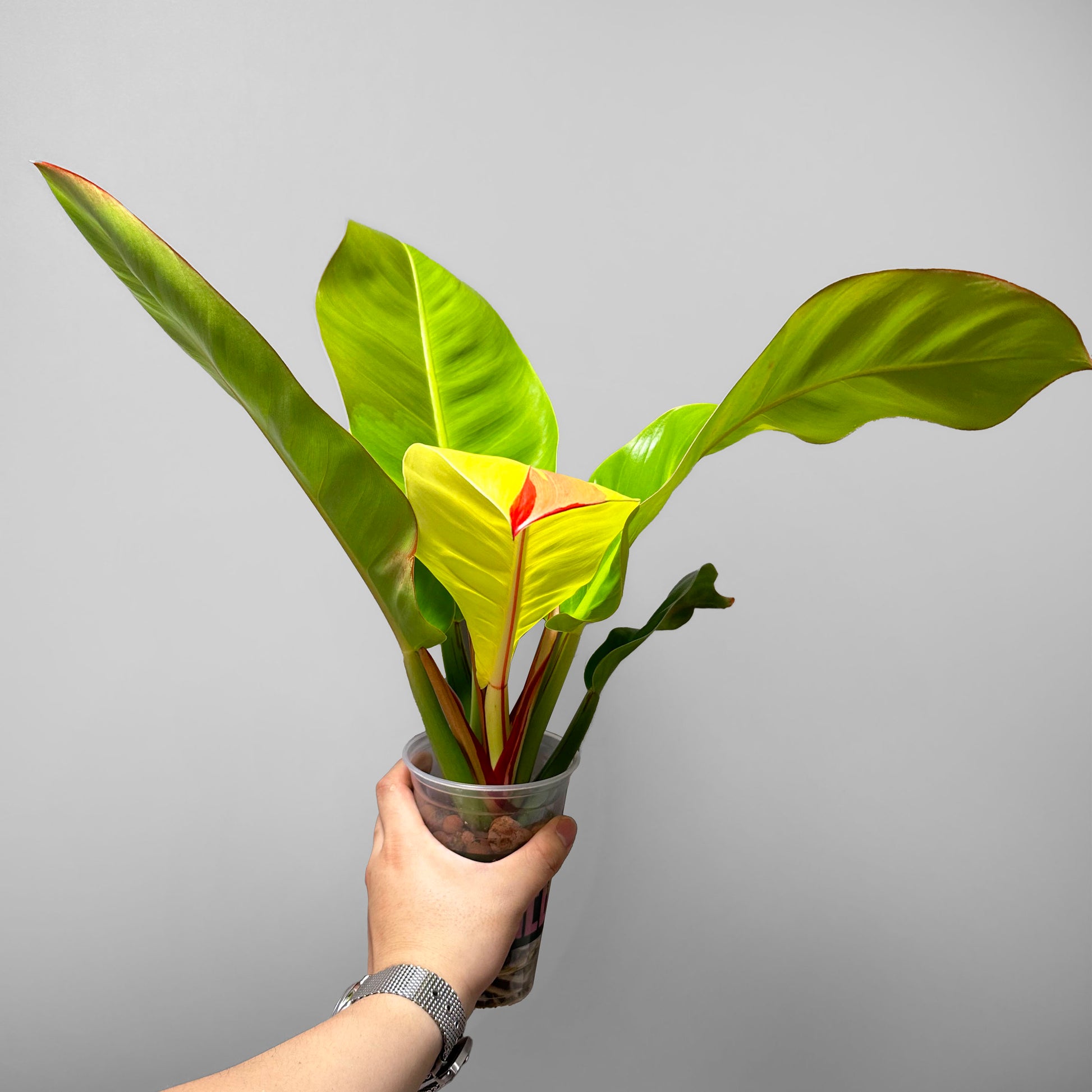philodendron red moon for sale Philodendron Red Moon US Seller – DingPlants