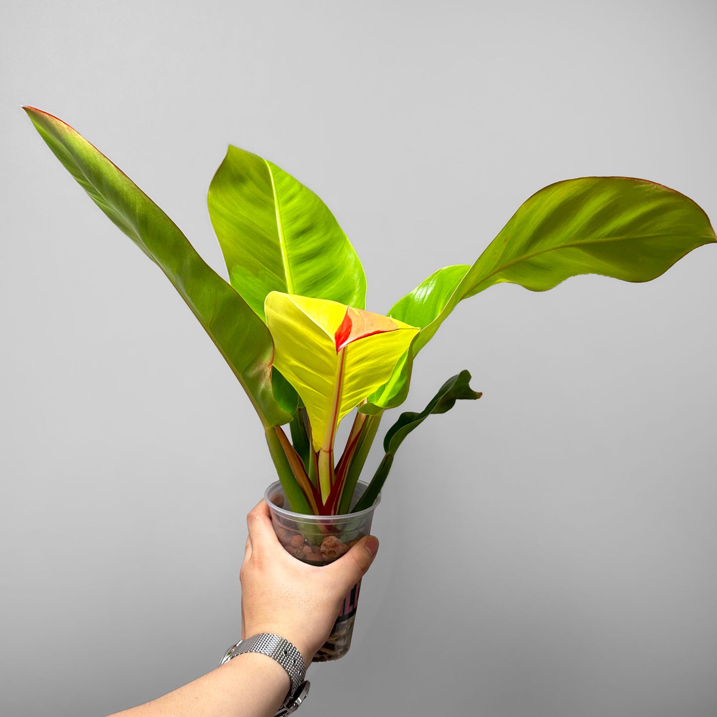 Philodendron Red Moon US Seller
