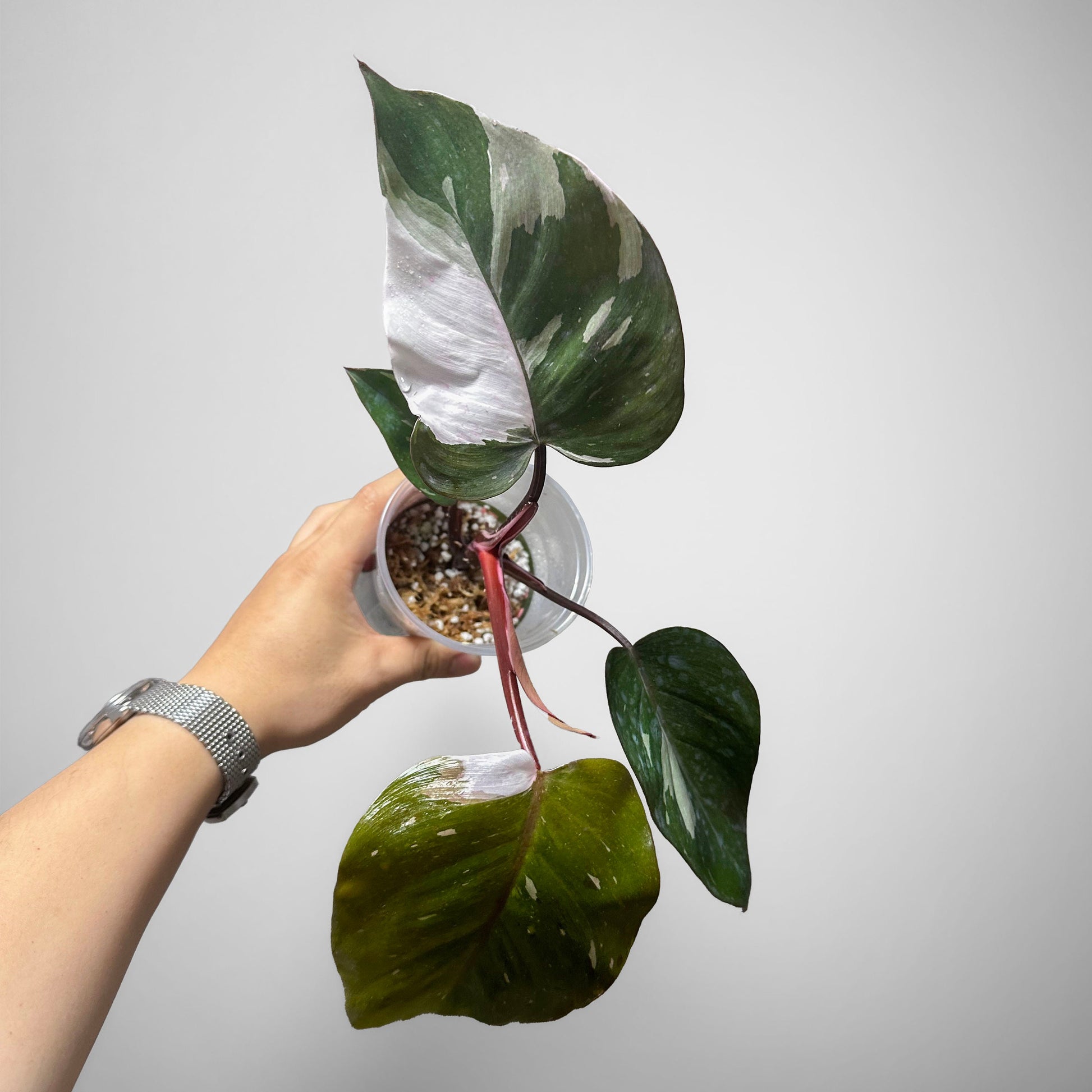 philodendron red knight Philodendron 'Red Anderson' -4"