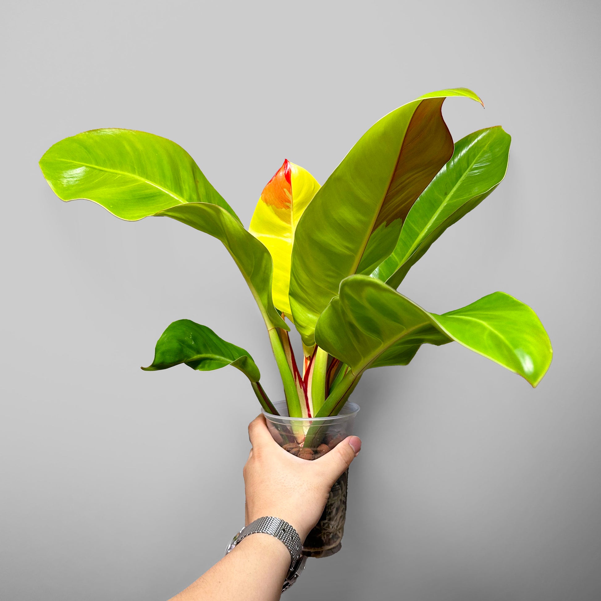 moon philodendron Philodendron Red Moon US Seller – DingPlants