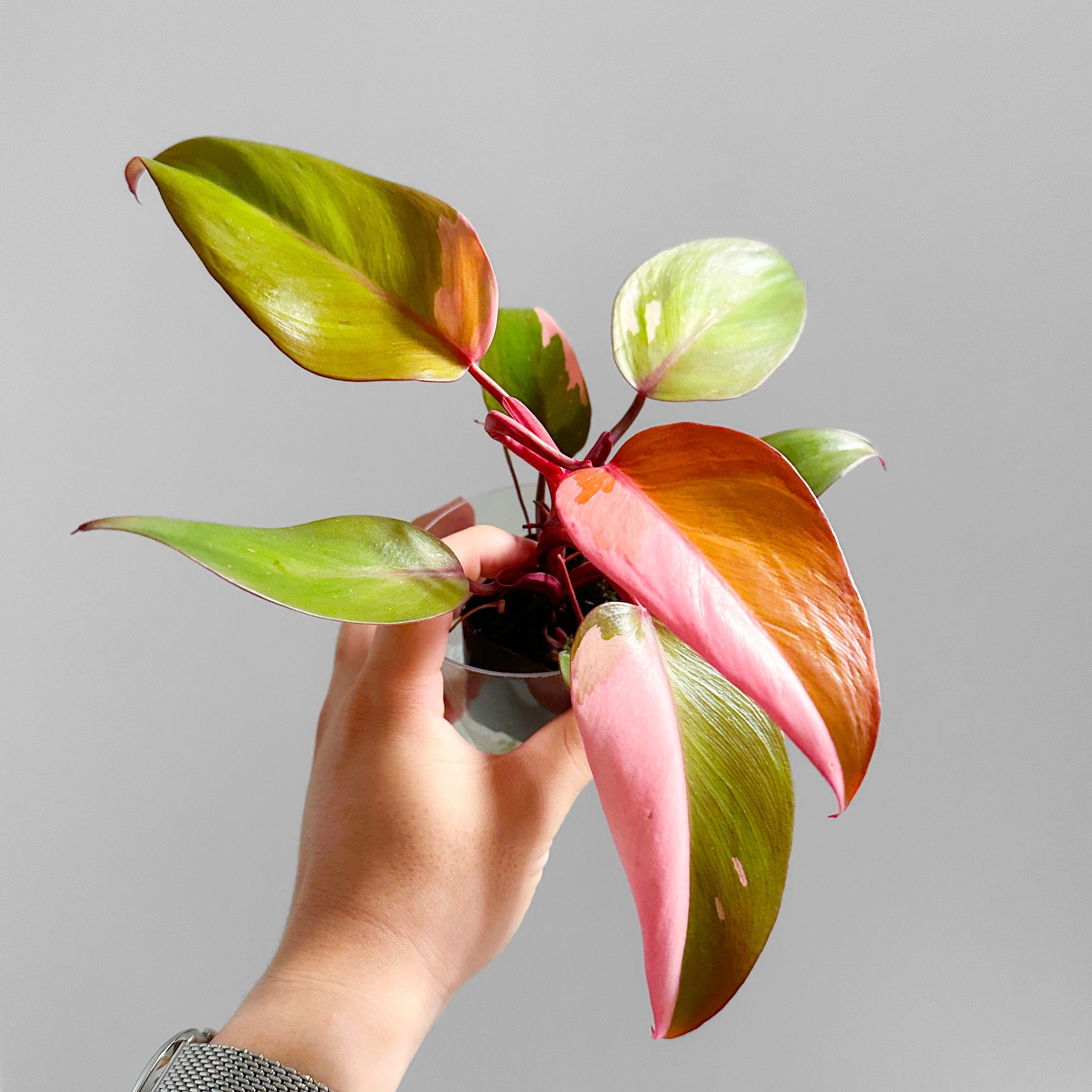 philodendron persimmon princess Philodendron Persimmon Princess