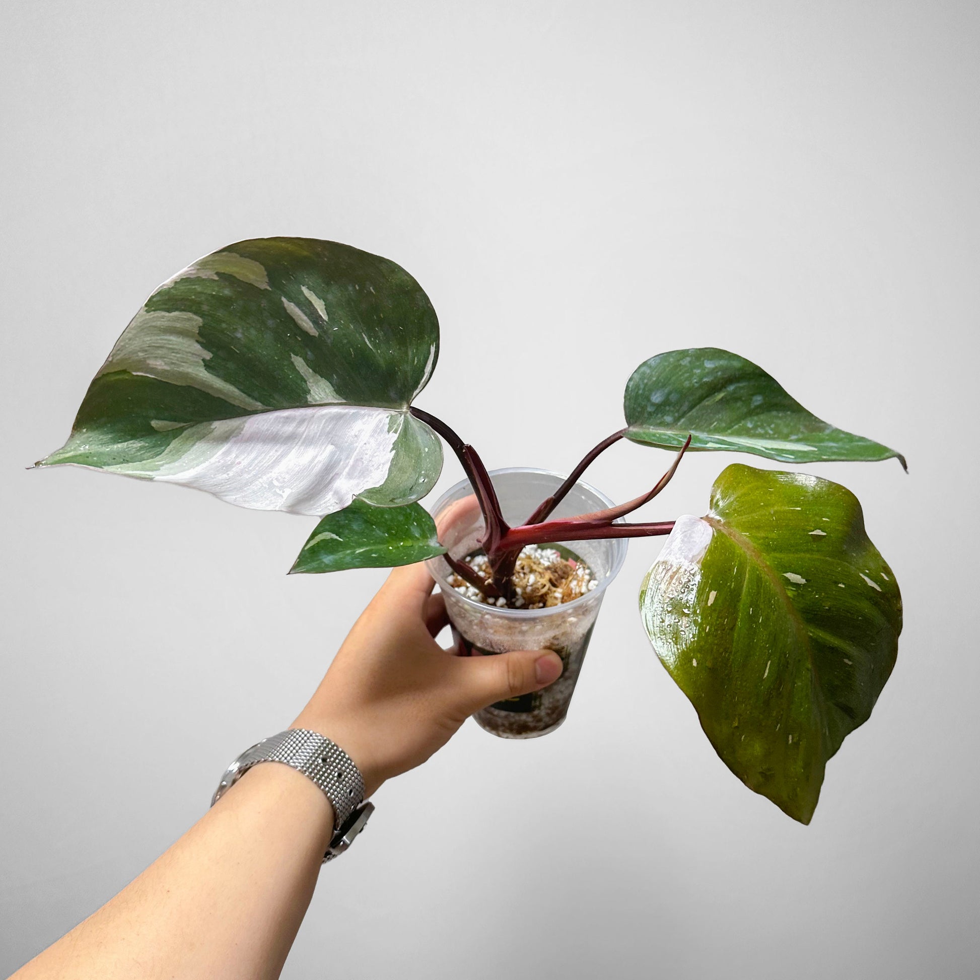 anderson philodendron Philodendron 'Red Anderson' -4"