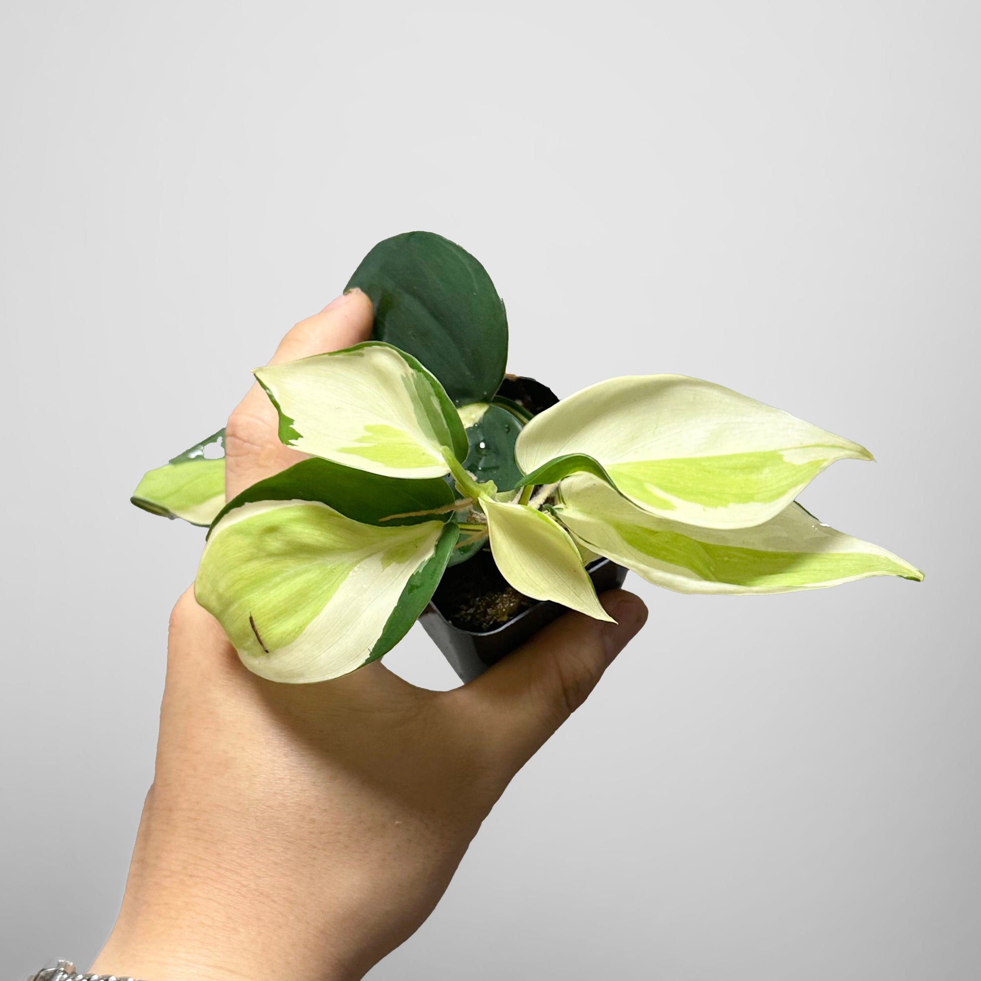 philodendron gabby vs rio Philodendron Gabby – DingPlants