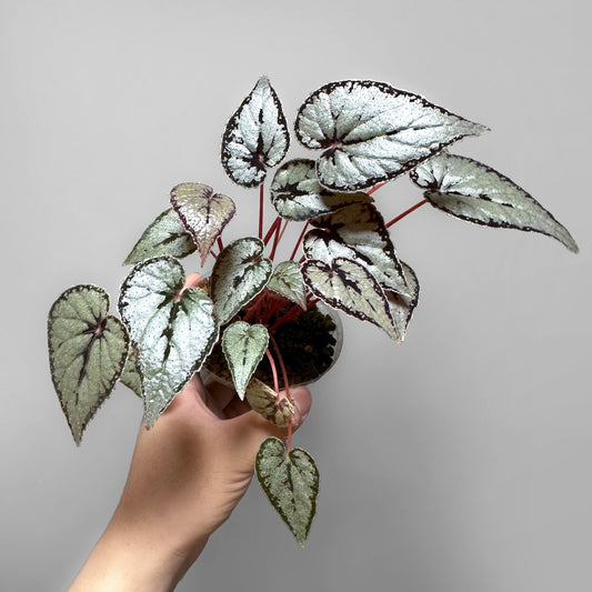 Begonia Dinhdui Silver