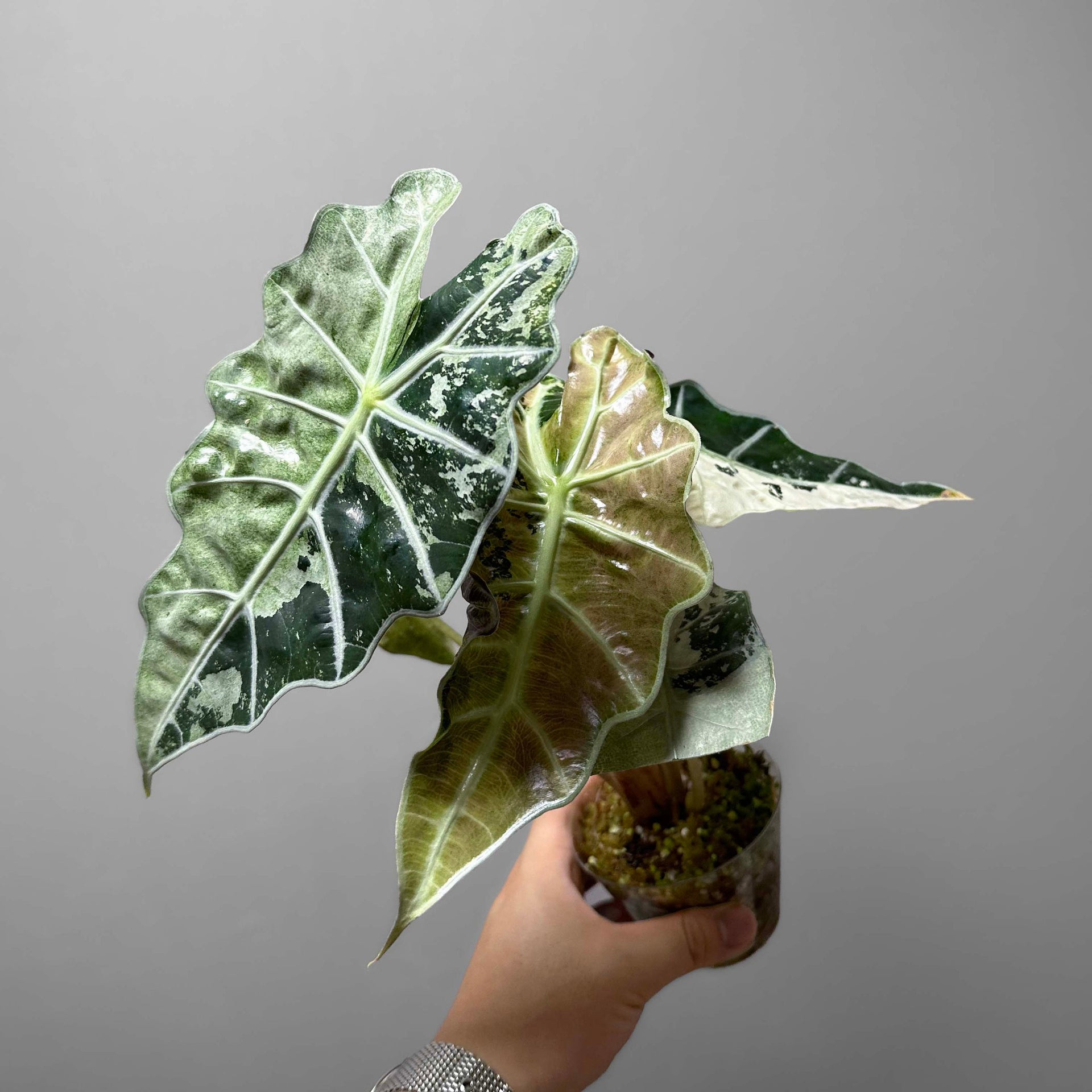 Alocasia Amazonica Variegated – DingPlants